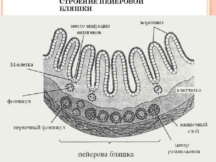 СТРОЕНИЕ ПЕЙЕРОВОЙ БЛЯШКИ 