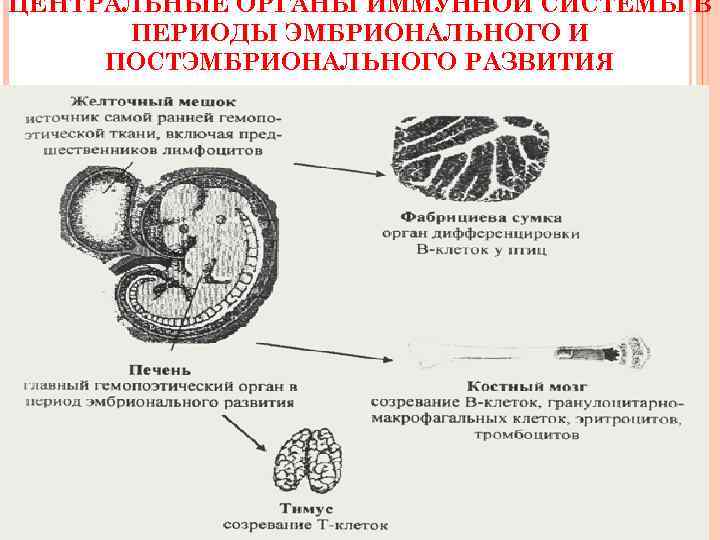 ЦЕНТРАЛЬНЫЕ ОРГАНЫ ИММУННОЙ СИСТЕМЫ В ПЕРИОДЫ ЭМБРИОНАЛЬНОГО И ПОСТЭМБРИОНАЛЬНОГО РАЗВИТИЯ 