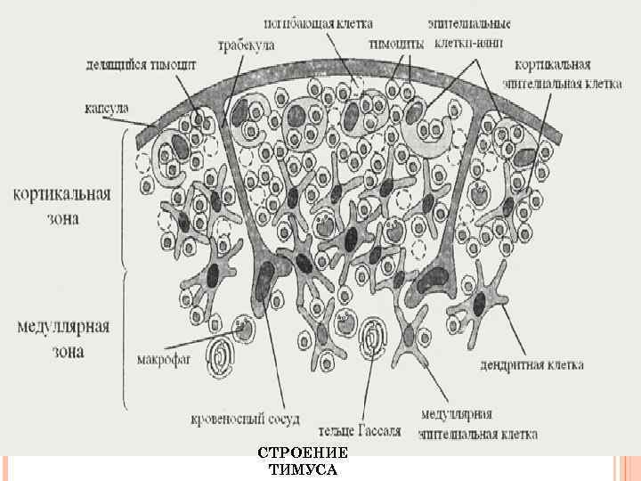 СТРОЕНИЕ ТИМУСА 