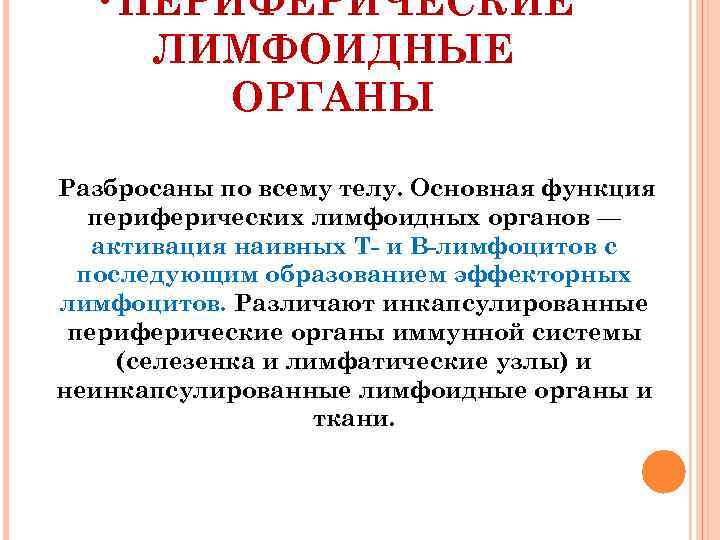  • ПЕРИФЕРИЧЕСКИЕ ЛИМФОИДНЫЕ ОРГАНЫ Разбросаны по всему телу. Основная функция периферических лимфоидных органов