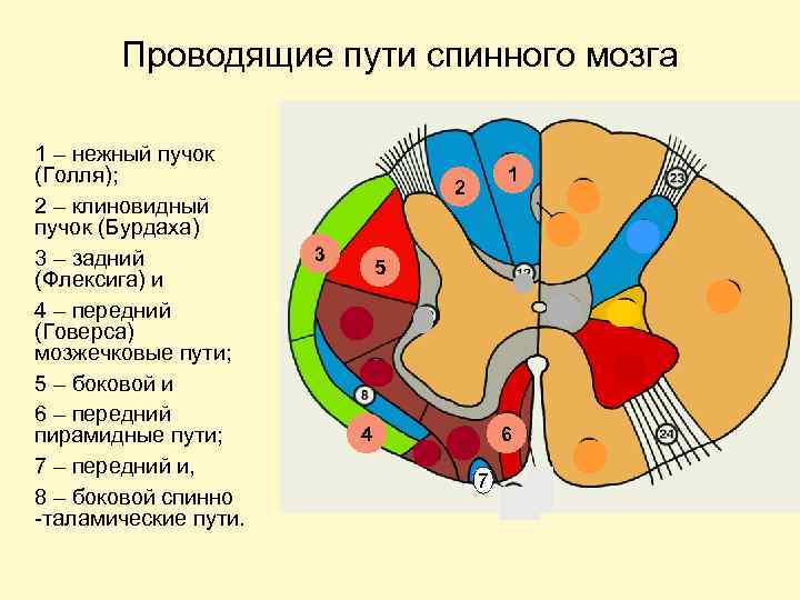 Проводящие пути спинного мозга 1 – нежный пучок (Голля); 2 – клиновидный пучок (Бурдаха)