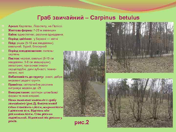 Граб звичайний – Carpinus betulus Ареал: Карпатах, Лісостепу, на Поліссі. Життєва форма: 7 -20