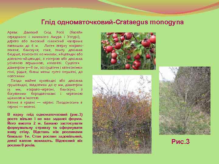 Глід одноматочковий-Crataegus monogyna Ареал: Далекий Схід Росії (басейн середнього і нижнього Амура і Уссурі);