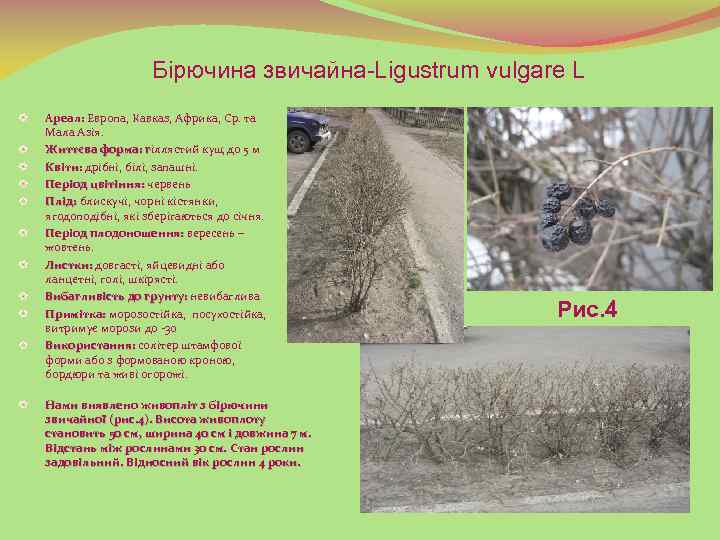 Бірючина звичайна-Ligustrum vulgare L Ареал: Европа, Кавказ, Африка, Ср. та Мала Азія. Життєва форма: