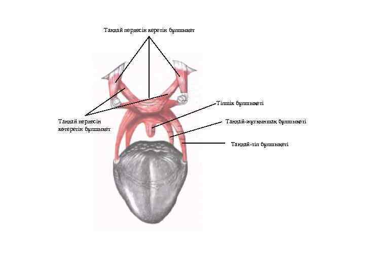 Таңдай пердесін керетін бұлшықет Тілшік бұлшықеті Таңдай пердесін көтеретін бұлшықет Таңдай-жұтқыншақ бұлшықеті Таңдай-тіл бұлшықеті