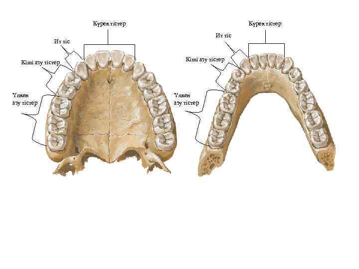 Күрек тістер Ит тіс Кіші азу тістер Үлкен азу тістер 