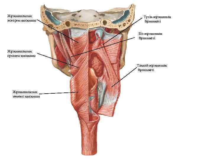 Жұтқыншақтың жоғарғы қысқышы Түтік-жұтқыншақ бұлшықеті Біз-жұтқыншақ бұлшықеті Жұтқыншақтың ортаңғы қысқышы Таңдай-жұтқыншақ бұлшықеті Жұтқыншақтың төменгі