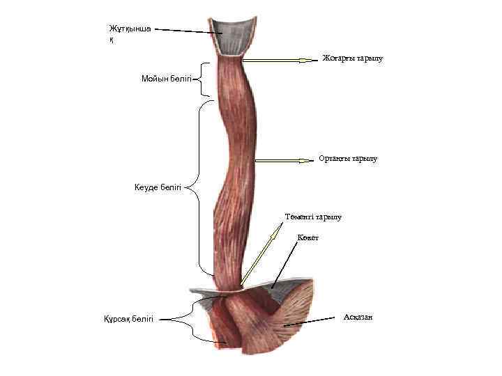 Жұтқынша қ Жоғарғы тарылу Мойын бөлігі Ортаңғы тарылу Кеуде бөлігі Төменгі тарылу Көкет Құрсақ