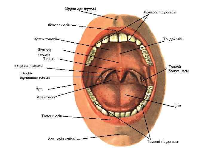 Мұрын-ерін жүлгесі Жоғарғы тіс доғасы Жоғарғы ерін Қатты таңдай Таңдай жігі Жұмсақ таңдай Тілшік