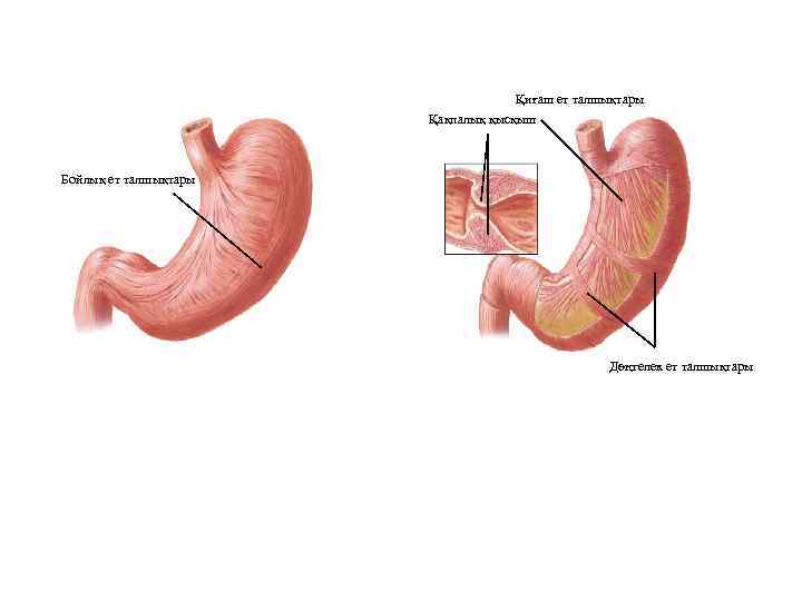 Қиғаш ет талшықтары Қақпалық қысқыш Бойлық ет талшықтары Дөңгелек ет талшықтары 