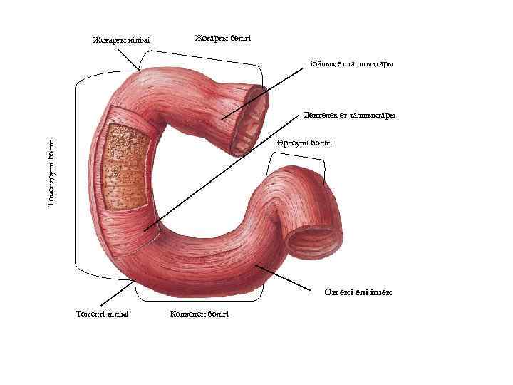 Жоғарғы иілімі Жоғарғы бөлігі Бойлық ет талшықтары Дөңгелек ет талшықтары Төмендеуші бөлігі Өрлеуші бөлігі