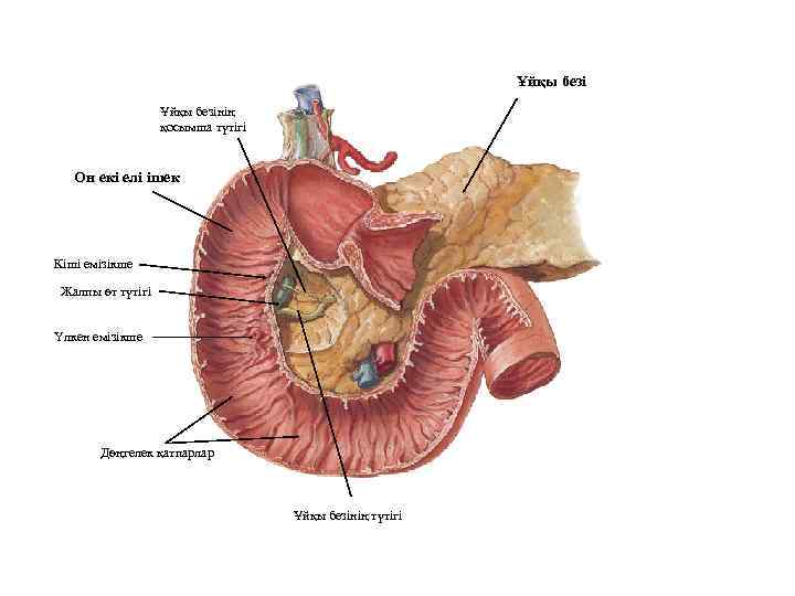 Ұйқы безінің қосымша түтігі Он екі елі ішек Кіші емізікше Жалпы өт түтігі Үлкен