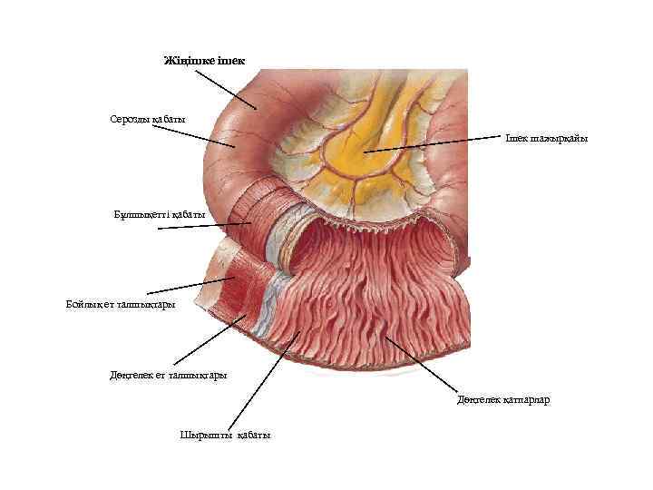 Ішек анатомиясы презентация