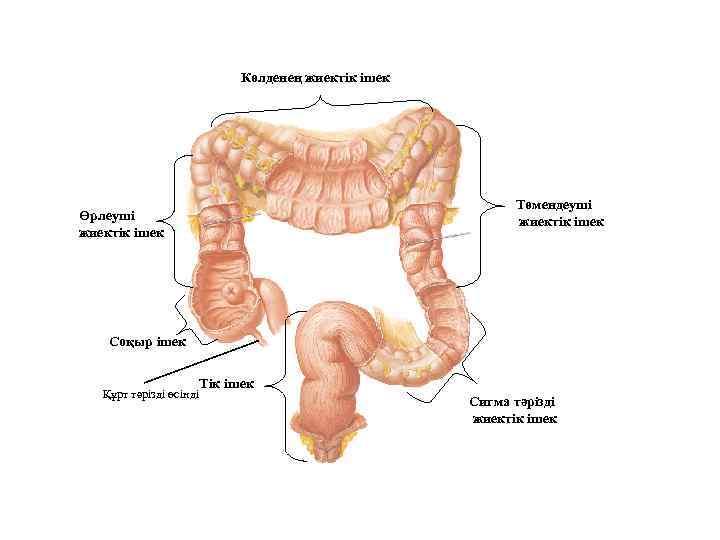 Ішек анатомиясы презентация
