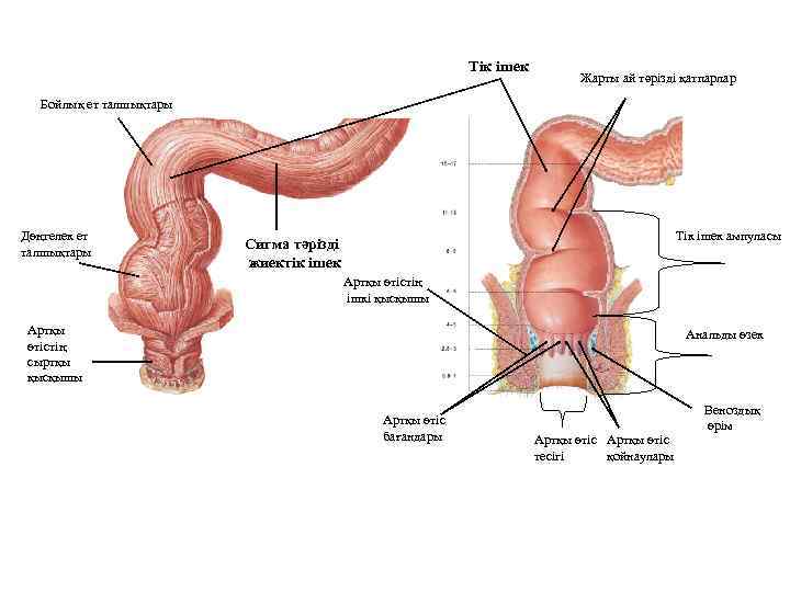 Тік ішек Жарты ай тәрізді қатпарлар Бойлық ет талшықтары Дөңгелек ет талшықтары Тік ішек