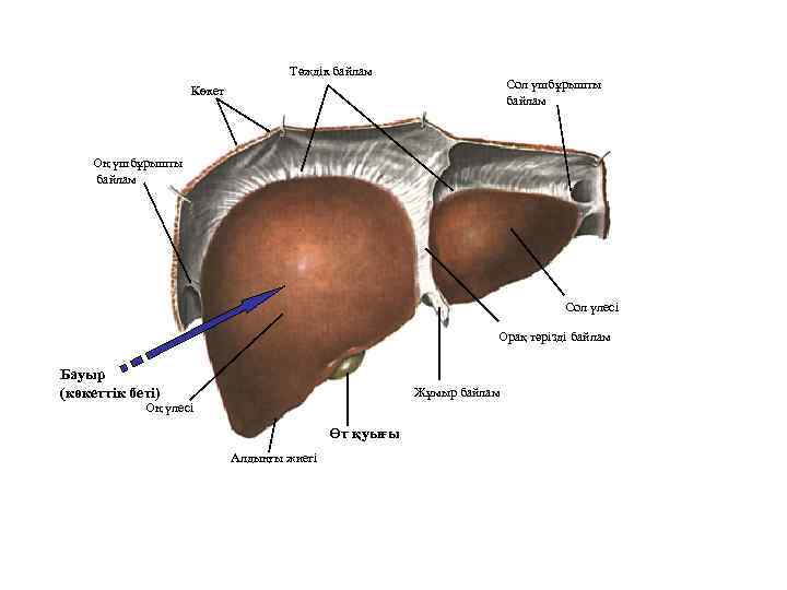 Тәждік байлам Сол үшбұрышты байлам Көкет Оң үшбұрышты байлам Сол үлесі Орақ тәрізді байлам
