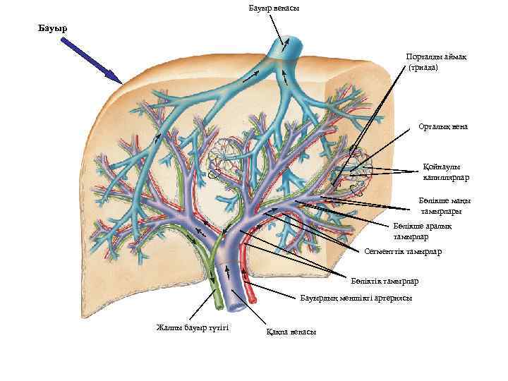 Бауыр венасы Бауыр Порталды аймақ (триада) Орталық вена Қойнаулы капиллярлар Бөлікше маңы тамырлары Бөлікше