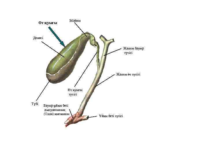 Мойны Өт қуығы Денесі Жалпы бауыр түтігі Жалпы өт түтігі Өт қуығы түтігі Түбі