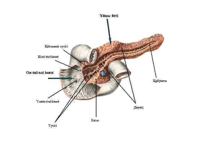 Ұйқы безі Қосымша түтігі Кіші емізікше Он екі елі ішек Құйрығы Үлкен емізікше Денесі
