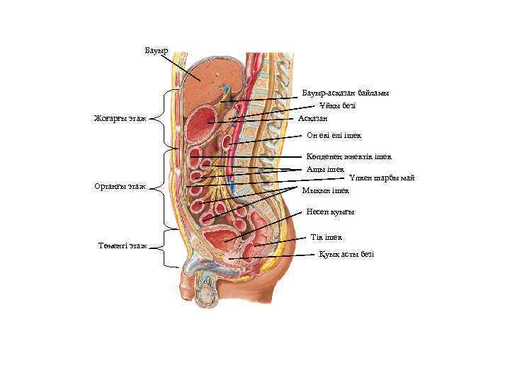 Бауыр-асқазан байламы Жоғарғы этаж Ұйқы безі Асқазан Он екі елі ішек Ортаңғы этаж Көлденең