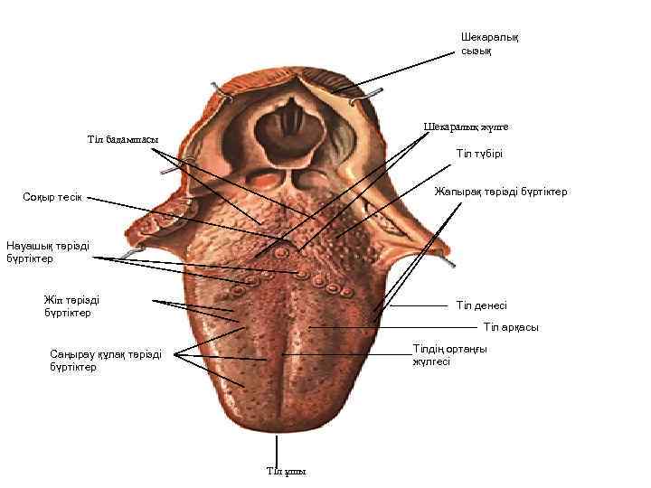 Шекаралық сызық Шекаралық жүлге Тіл бадамшасы Тіл түбірі Жапырақ тәрізді бүртіктер Соқыр тесік Науашық