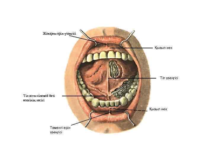 Жоғарғы ерін үзеңгісі Қызыл иек Тіл үзеңгісі Тіл асты сілекей безі өзегінің тесігі Қызыл