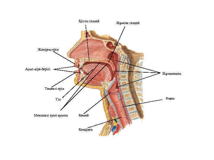 Қатты таңдай Жұмсақ таңдай Жоғарғы ерін Ауыз кіре-берісі Жұтқыншақ Төменгі ерін Өңеш Тіл Меншікті