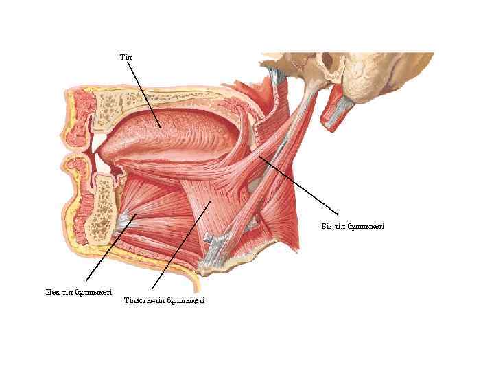 Тіл Біз-тіл бұлшықеті Иек-тіл бұлшықеті Тіласты-тіл бұлшықеті 