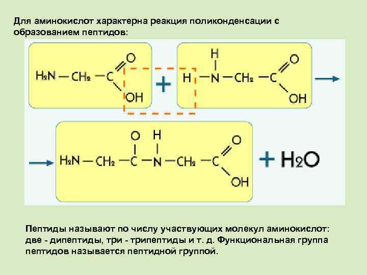 Для аминокислот характерна реакция поликонденсации с образованием пептидов: Пептиды называют по числу участвующих молекул