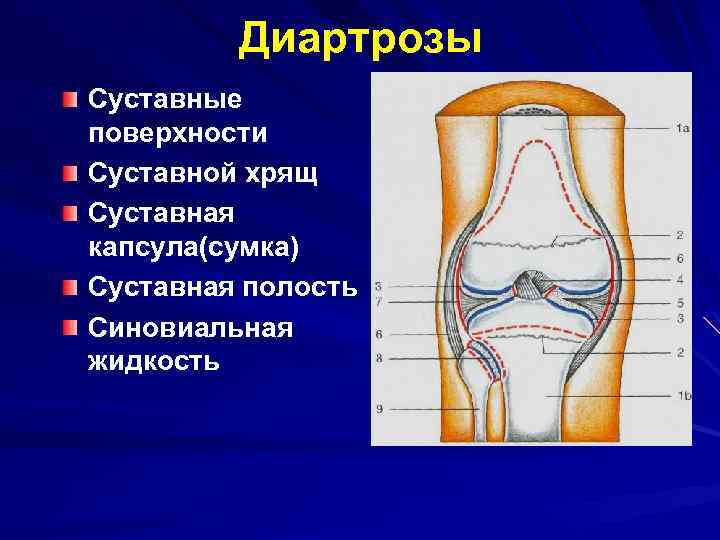 Какой цифрой на рисунке обозначена суставная полость