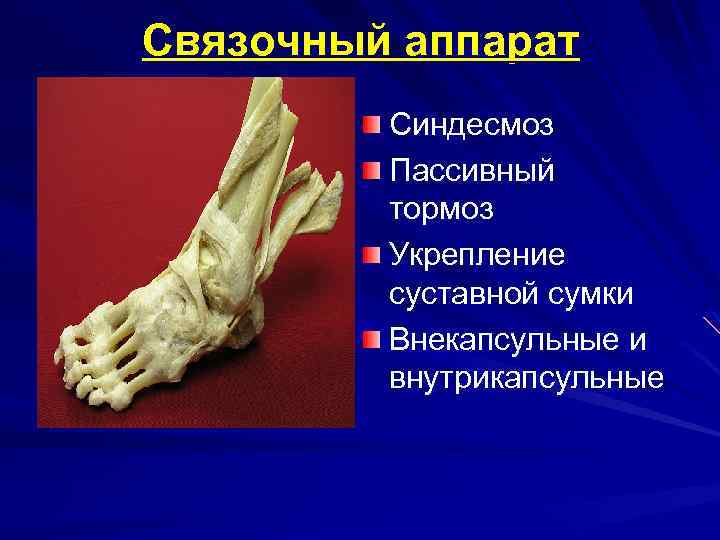 Связочный аппарат Синдесмоз Пассивный тормоз Укрепление суставной сумки Внекапсульные и внутрикапсульные 