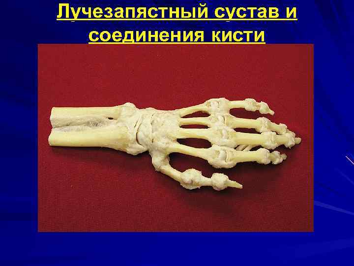 Лучезапястный сустав и соединения кисти 