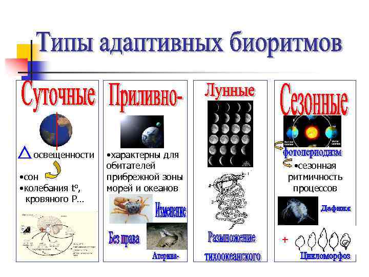 освещенности • сон • колебания to, кровяного Р… • характерны для обитателей прибрежной зоны