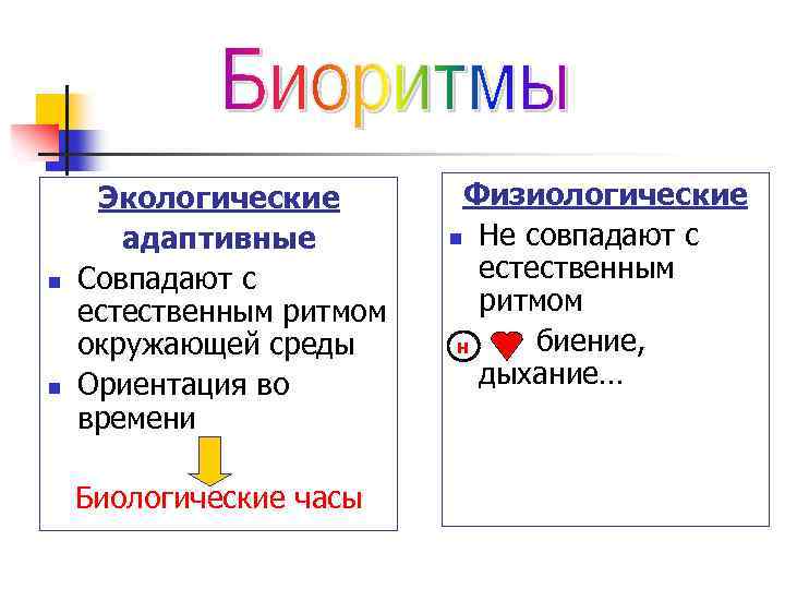 n n Экологические адаптивные Совпадают с естественным ритмом окружающей среды Ориентация во времени Биологические