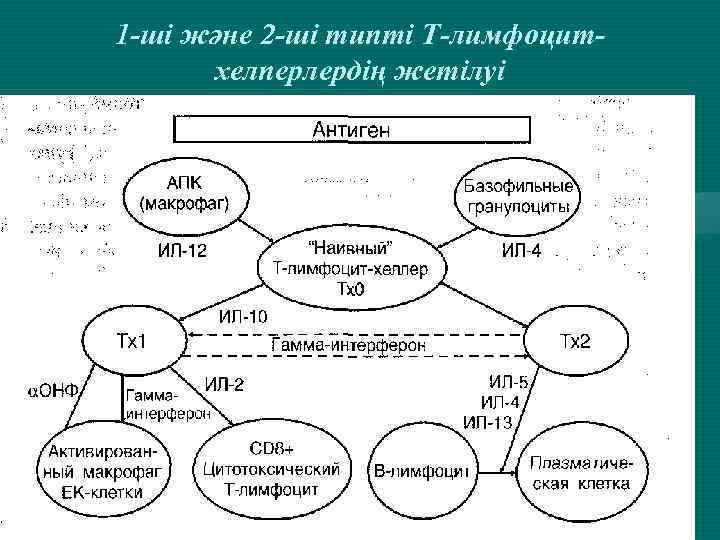 1 -ші және 2 -ші типті Т-лимфоцитхелперлердің жетілуі 