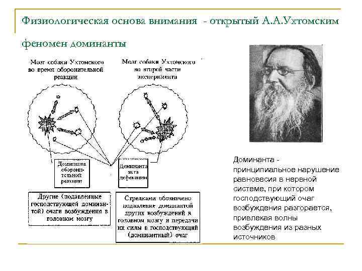 Физиологическая основа внимания - открытый А. А. Ухтомским феномен доминанты Доминанта принципиальное нарушение равновесия