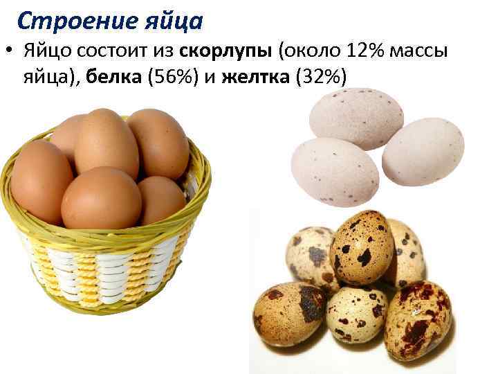 Строение яйца • Яйцо состоит из скорлупы (около 12% массы яйца), белка (56%) и