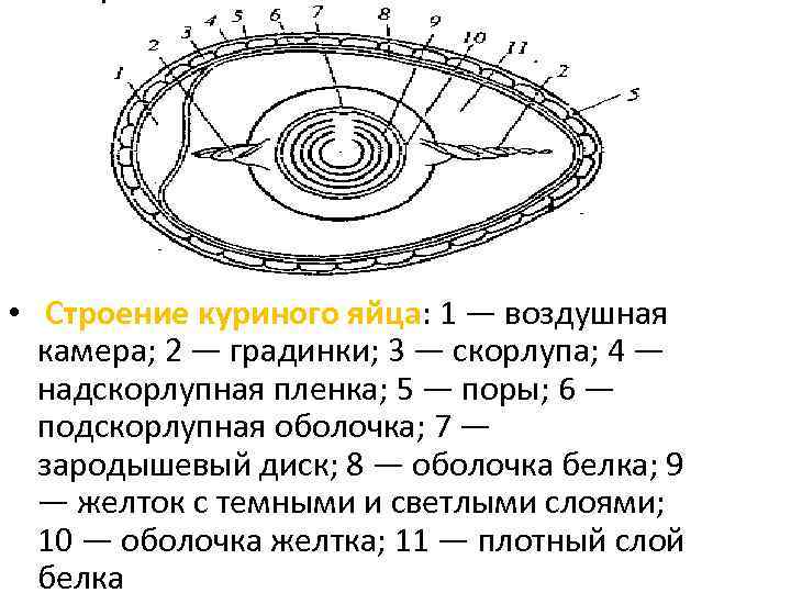  • Строение куриного яйца: 1 — воздушная камера; 2 — градинки; 3 —