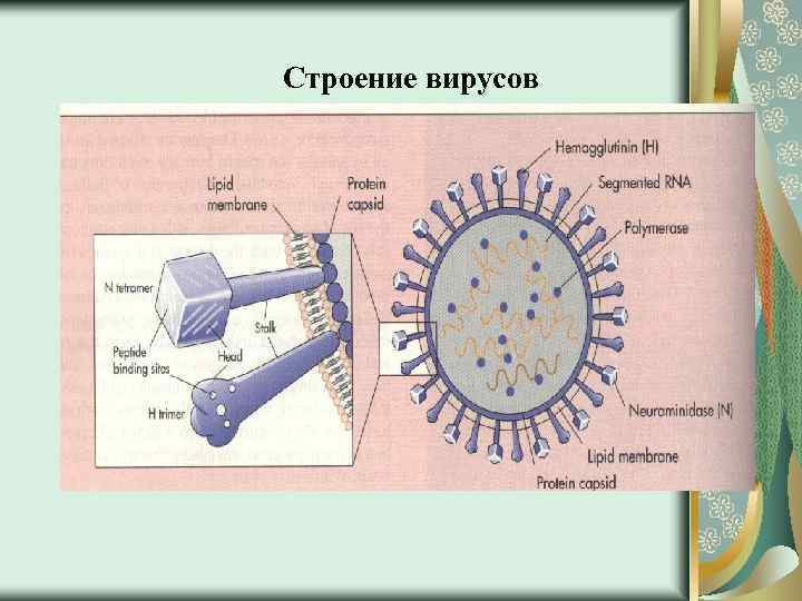 Строение вирусов 