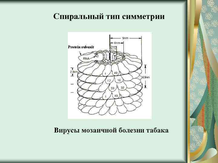 Спиральный тип симметрии Вирусы мозаичной болезни табака 