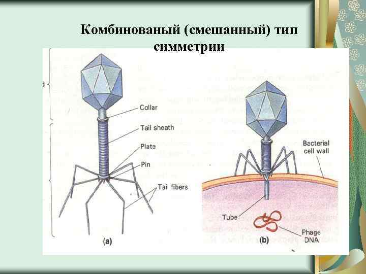 Комбинованый (смешанный) тип симметрии 