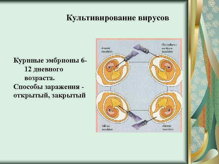 Культивирование вирусов Куриные эмбрионы 612 дневного возраста. Способы заражения открытый, закрытый 