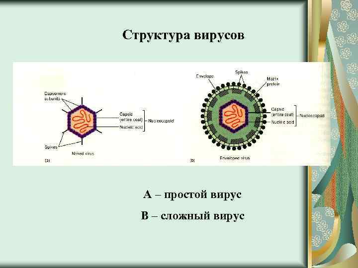 Структура вирусов A – простой вирус B – сложный вирус 