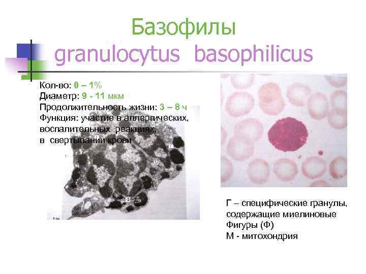 Базофилы granulocytus basophilicus Кол-во: 0 – 1% Диаметр: 9 - 11 мкм Продолжительность жизни: