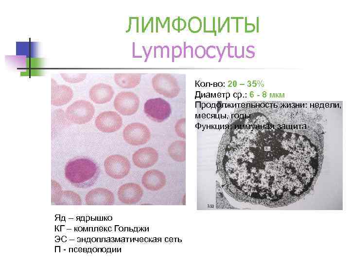 ЛИМФОЦИТЫ Lymphocytus Кол-во: 20 – 35% Диаметр ср. : 6 - 8 мкм Продолжительность
