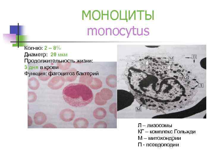 МОНОЦИТЫ monocytus Кол-во: 2 – 8% Диаметр: 20 мкм Продолжительность жизни: 3 дня в