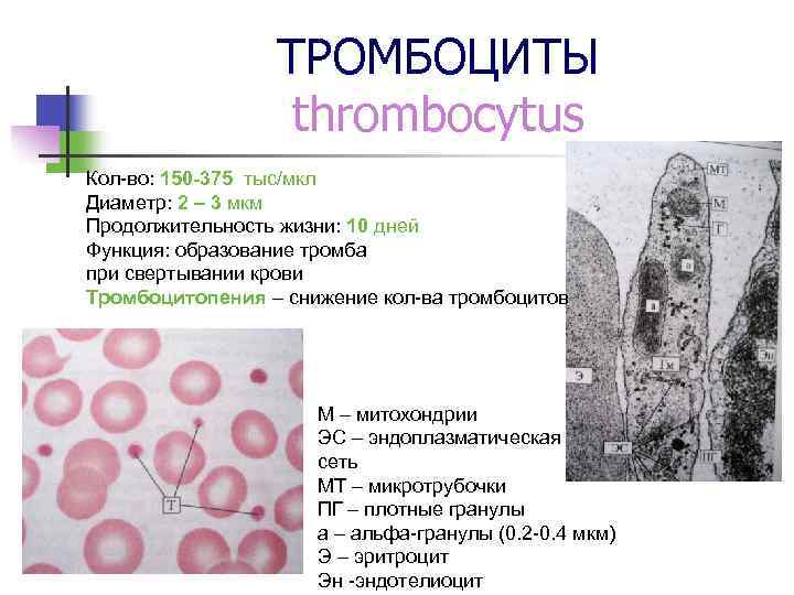 ТРОМБОЦИТЫ thrombocytus Кол-во: 150 -375 тыс/мкл Диаметр: 2 – 3 мкм Продолжительность жизни: 10