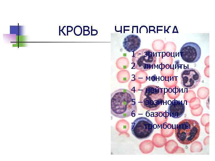 КРОВЬ ЧЕЛОВЕКА n n n n 1 2 3 4 5 6 7 -