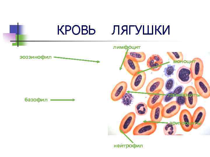 Мазок крови лягушки рисунок