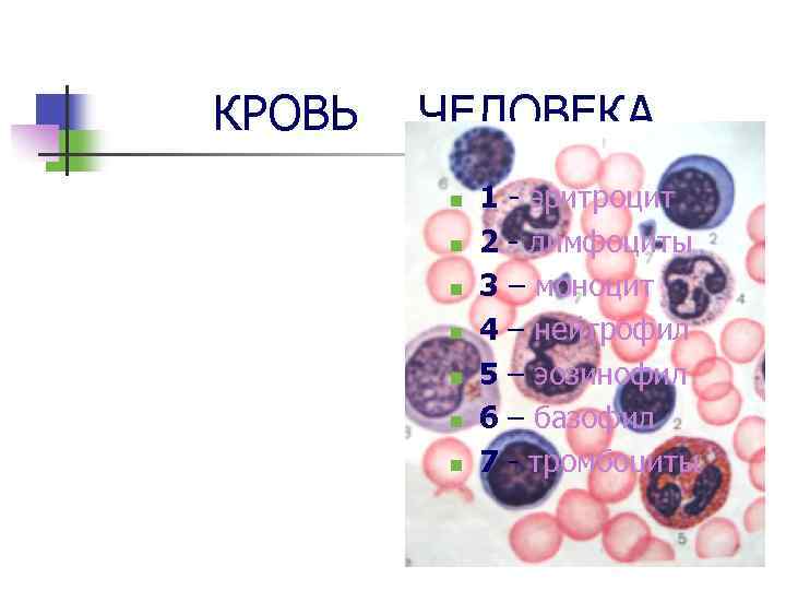 КРОВЬ ЧЕЛОВЕКА n n n n 1 - эритроцит 2 - лимфоциты 3 –